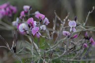 Glycine clandestina 