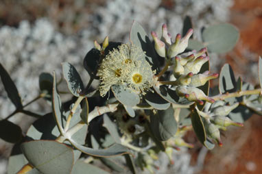 APII jpeg image of Eucalyptus gillii  © contact APII