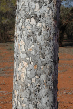 APII jpeg image of Flindersia maculosa  © contact APII