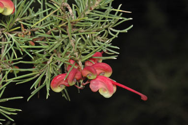 APII jpeg image of Grevillea rosmarinifolia subsp. glabella  © contact APII