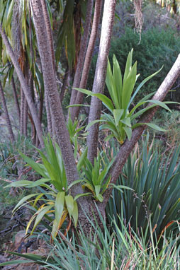 APII jpeg image of Cordyline obtecta  © contact APII