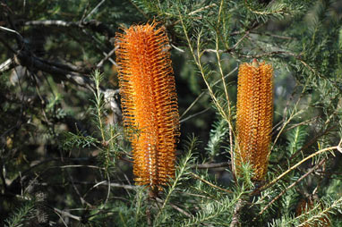 APII jpeg image of Banksia ericifolia subsp. ericifolia  © contact APII