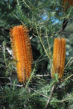 APII jpeg image of Banksia ericifolia subsp. ericifolia  © contact APII