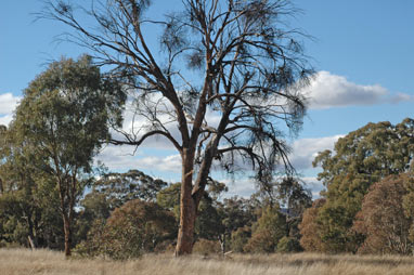 APII jpeg image of Eucalyptus melliodora  © contact APII