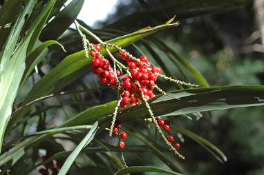 APII jpeg image of Cordyline congesta  © contact APII