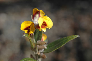 APII jpeg image of Mirbelia platylobioides  © contact APII