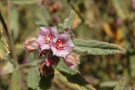 Rulingia magniflora