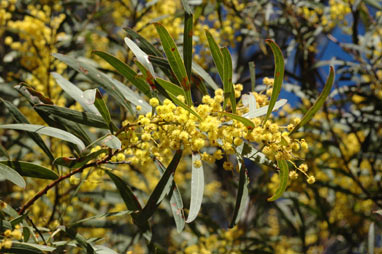 APII jpeg image of Acacia rubida  © contact APII