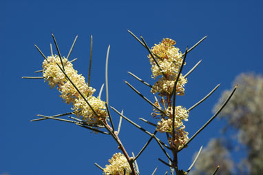 APII jpeg image of Hakea recurva  © contact APII