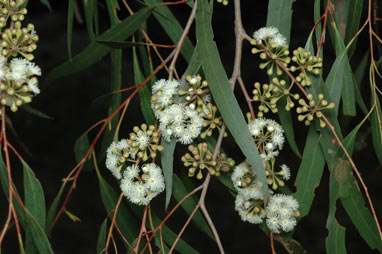 APII jpeg image of Eucalyptus elata  © contact APII