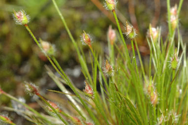 APII jpeg image of Centrolepis strigosa subsp. strigosa  © contact APII