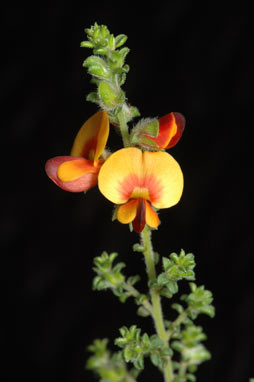 APII jpeg image of Pultenaea foliolosa  © contact APII