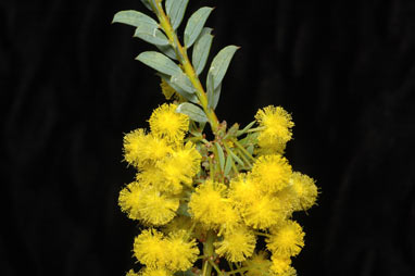 APII jpeg image of Acacia camptoclada  © contact APII