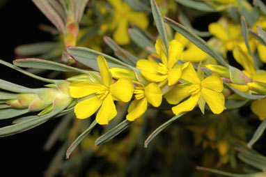 APII jpeg image of Hibbertia vaginata  © contact APII