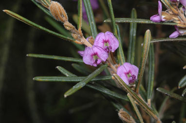 APII jpeg image of Hovea asperifolia subsp. asperifolia  © contact APII