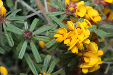 APII jpeg image of Pultenaea linophylla  © contact APII