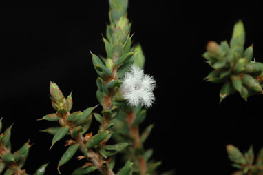 APII jpeg image of Leucopogon attenuatus  © contact APII