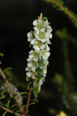 APII jpeg image of Ochrosperma oligomerum  © contact APII