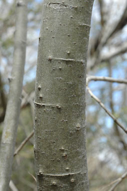 APII jpeg image of Salix myricoides  © contact APII