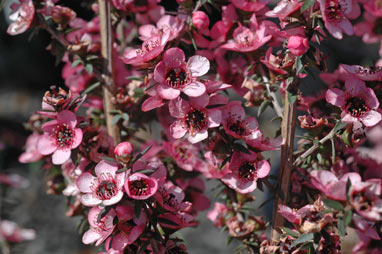 APII jpeg image of Leptospermum 'Wiri Shelley'  © contact APII