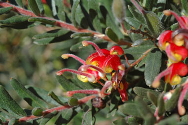 APII jpeg image of Grevillea 'Fireworks'  © contact APII