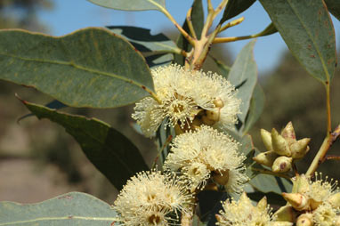 APII jpeg image of Eucalyptus notactites  © contact APII