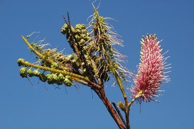 APII jpeg image of Grevillea petrophiloides subsp. petrophiloides  © contact APII