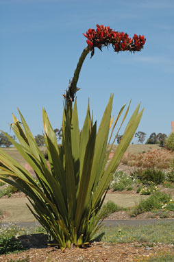 APII jpeg image of Doryanthes palmeri  © contact APII