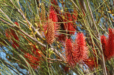 APII jpeg image of Hakea bucculenta  © contact APII