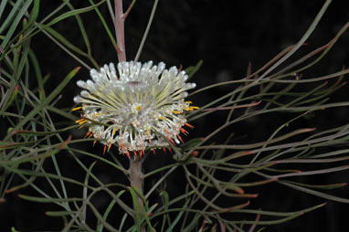 APII jpeg image of Isopogon dawsonii  © contact APII