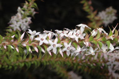 APII jpeg image of Epacris purpurascens var. purpurascens  © contact APII