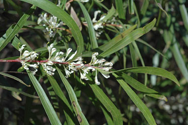 APII jpeg image of Hakea eriantha  © contact APII