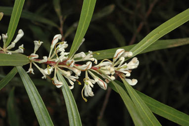 APII jpeg image of Hakea eriantha  © contact APII