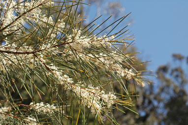 APII jpeg image of Hakea macraeana  © contact APII