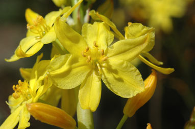 APII jpeg image of Bulbine glauca  © contact APII