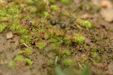 APII jpeg image of Fossombronia pusilla  © contact APII