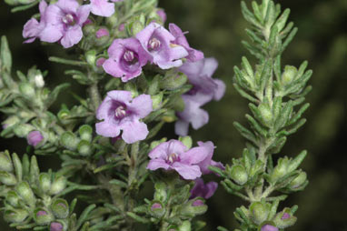 APII jpeg image of Prostanthera denticulata  © contact APII