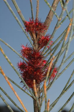 APII jpeg image of Allocasuarina grampiana  © contact APII