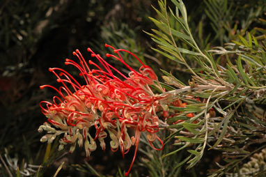 APII jpeg image of Grevillea 'Mason's Hybrid'  © contact APII