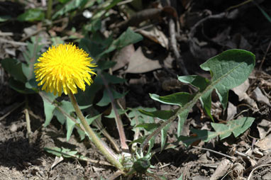 APII jpeg image of Taraxacum officinale  © contact APII