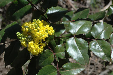 APII jpeg image of Berberis aquifolium  © contact APII