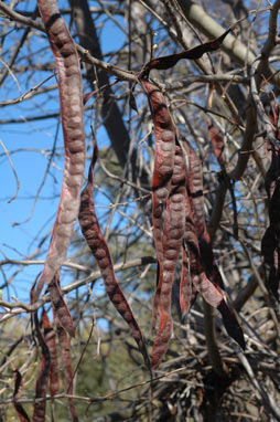 APII jpeg image of Gleditsia triacanthos  © contact APII