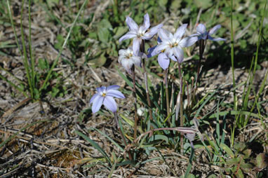 APII jpeg image of Ipheion uniflorum  © contact APII