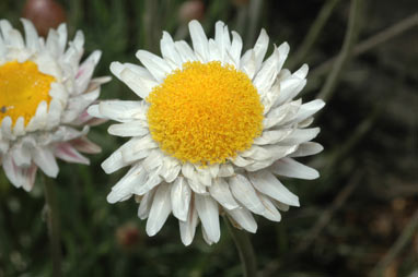 APII jpeg image of Leucochrysum alpinum  © contact APII