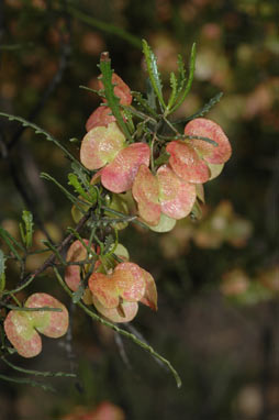 APII jpeg image of Dodonaea lobulata  © contact APII