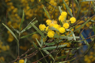 APII jpeg image of Acacia montana  © contact APII