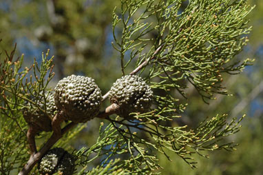 APII jpeg image of Callitris verrucosa  © contact APII