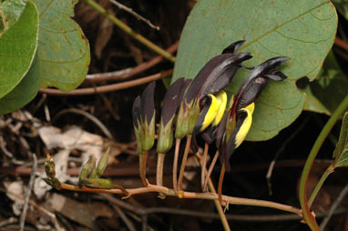 APII jpeg image of Kennedia nigricans  © contact APII