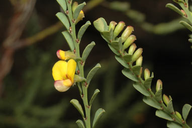 APII jpeg image of Bossiaea rhombifolia  © contact APII