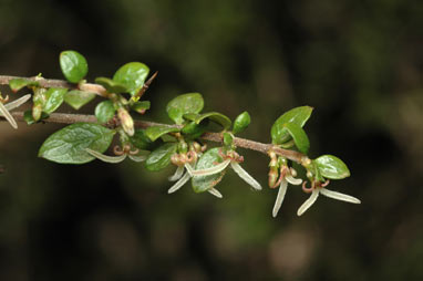 APII jpeg image of Coprosma quadrifida  © contact APII